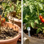 How Often Should You Water Container Vegetables?