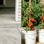 How To Grow Tomatoes In 5 Gallon Buckets