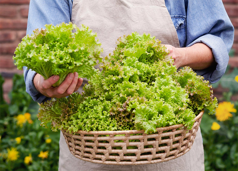 Learn How to Grow 15Popular Fruits