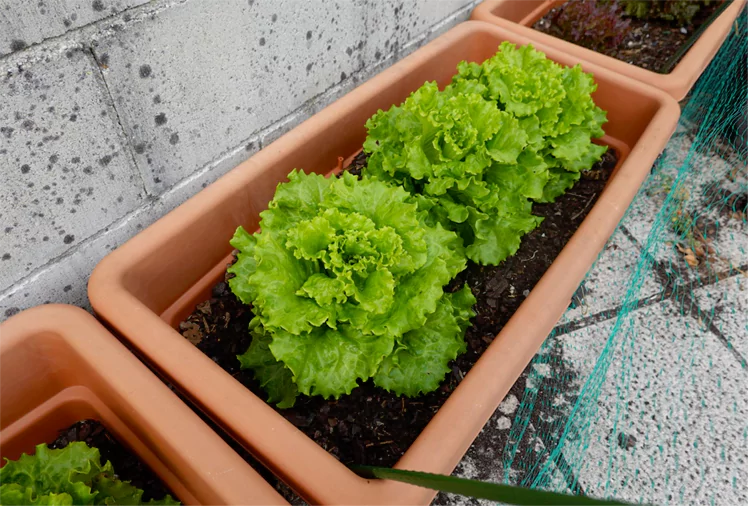 Vegetables suitable for small balcony gardens