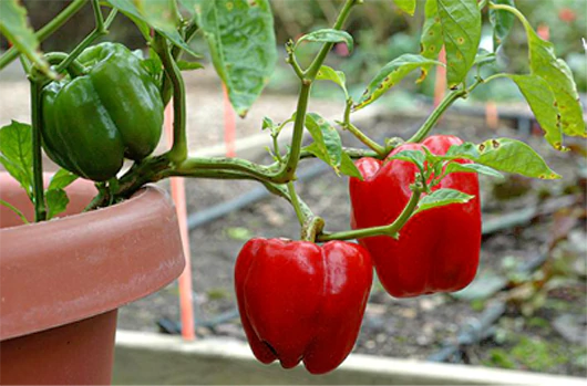 Vegetables suitable for small balcony gardens3 bg