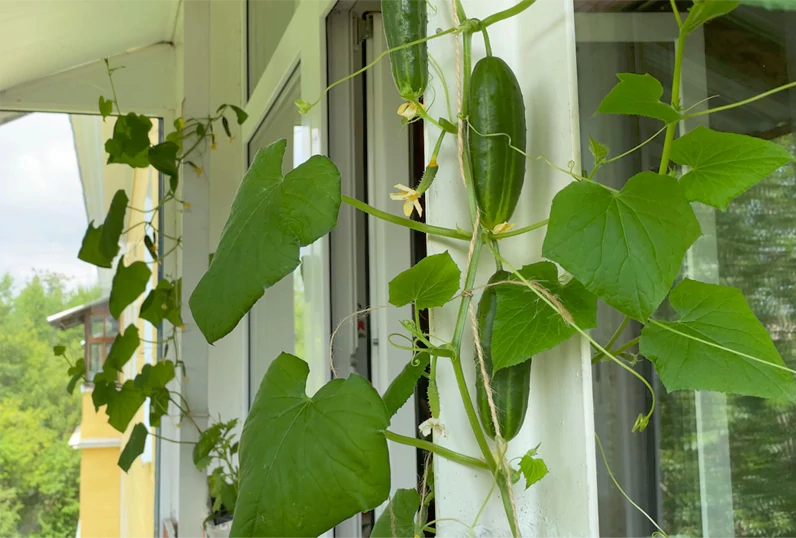 Grow Organic Tomatoes on Your Balcony: A Foolproof Guide