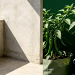 best-peppers-to-grow-in-pots