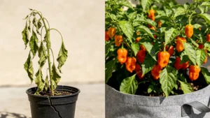 Best Pots for Pepper Plants: Ultimate Container Selection Guide
