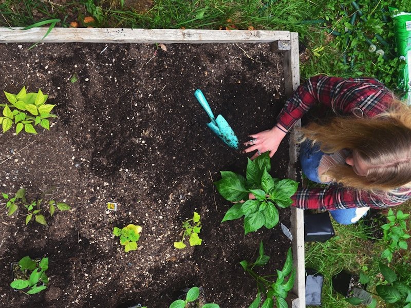 A person watching a vegetable gardening video tutorial on a tablet while planting tomato seedlings in a raised garden bed