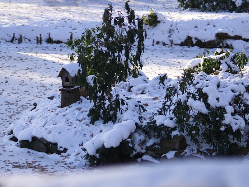 A small raised bed garden covered with a low hoop tunnel and white row cover, with snow on the ground and green kale visible inside