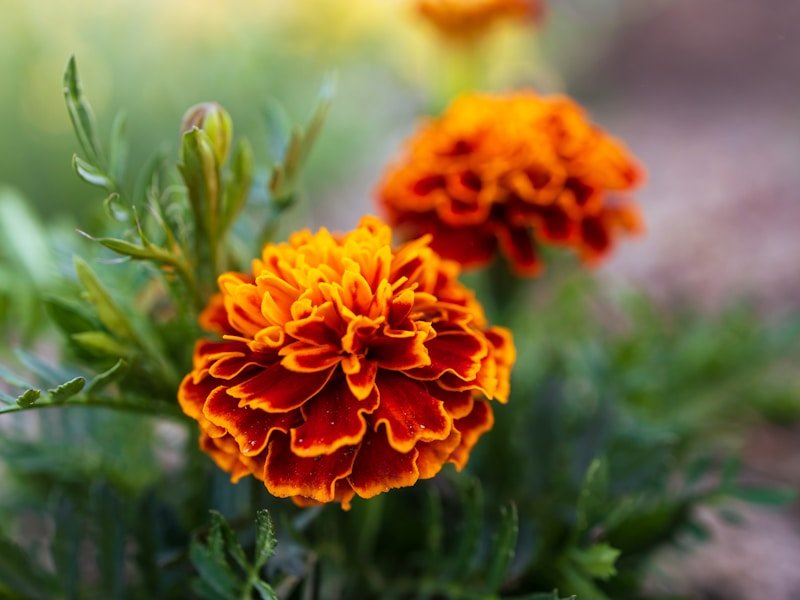 Backyard companion planting garden with tomatoes, basil, and marigolds in raised beds