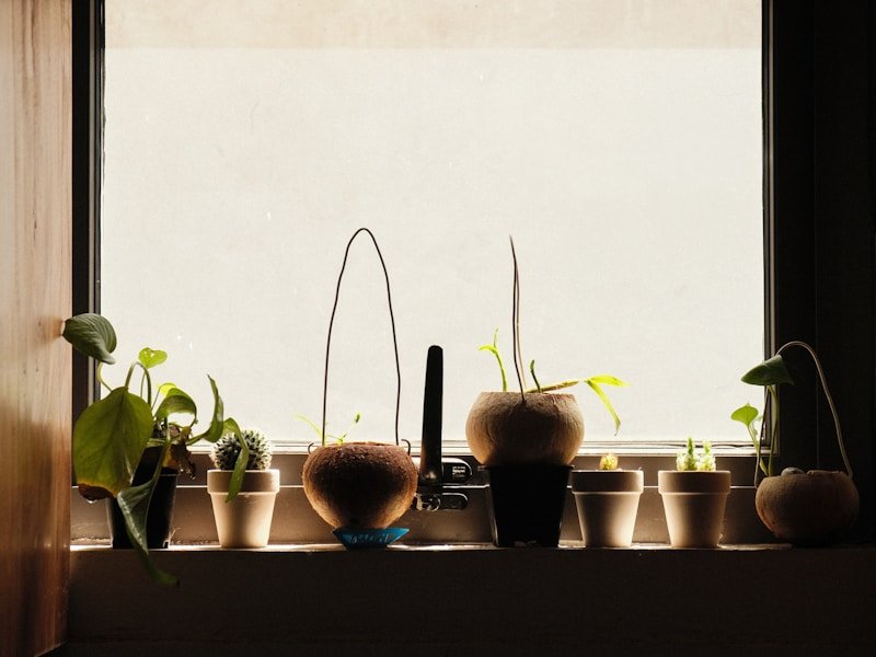 Backyard gardener harvesting micro-greens from a shallow tray on a sunny windowsill