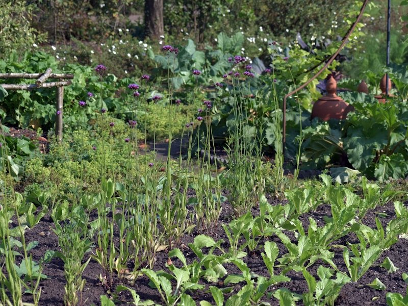 Backyard vegetable garden with raised beds and a wooden calendar sign showing months