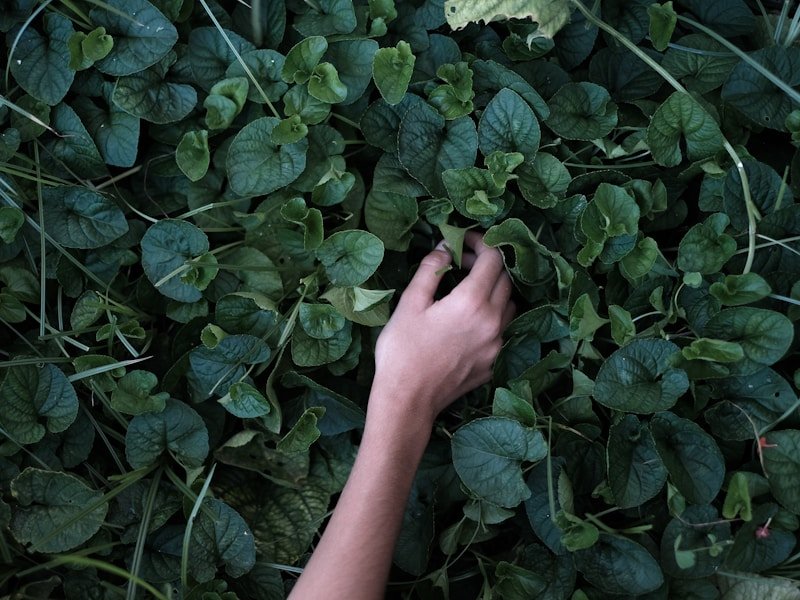 Close-up of a gardener's hands holding a ladybug on a tomato plant leaf, illustrating organic pest control secrets