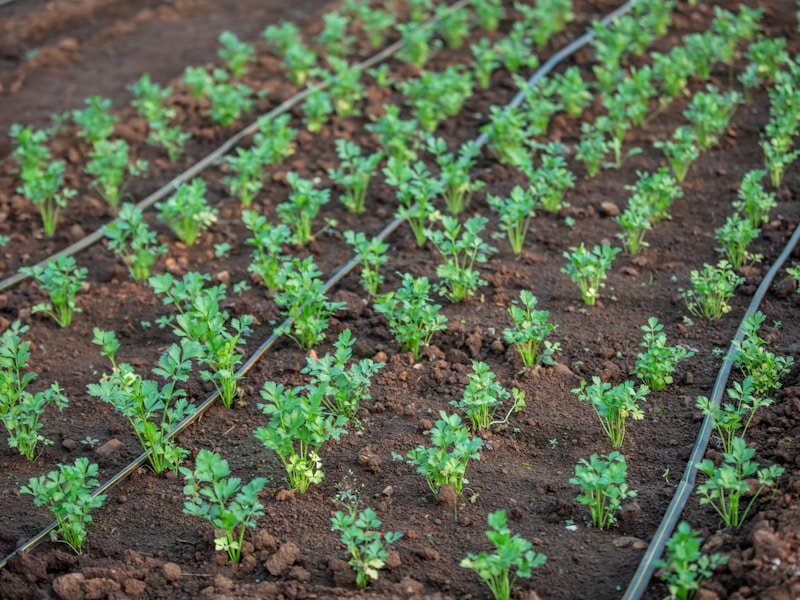 Commercial field of summer heat tolerant vegetables thriving under strong sunlight with irrigation system visible