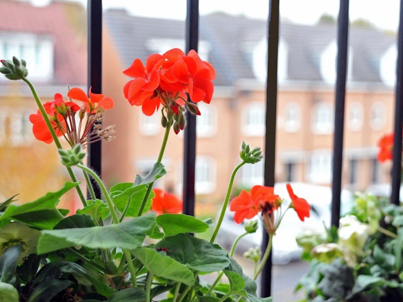Container gardening for small spaces on a balcony with mixed pots of herbs and vegetables