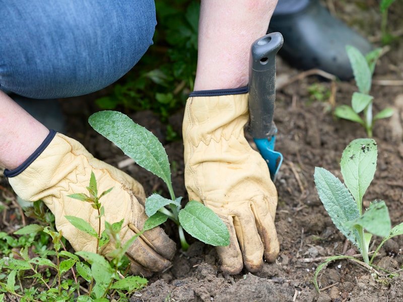 Gardener pulling dead tomato plants from a backyard vegetable patch in autumn with fallen leaves around