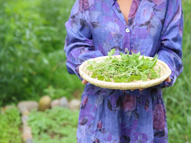Hands holding a basket of fresh homegrown salad greens