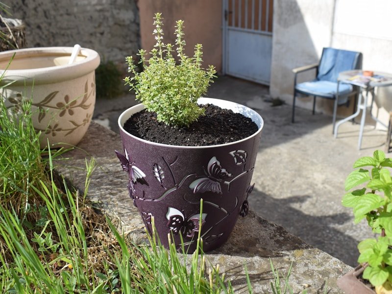 Mid-summer patio garden with tomatoes, peppers, and herbs in containers