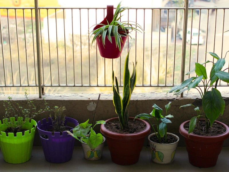 Patio container size for vegetables - tomato plant in 7-gallon fabric pot on balcony