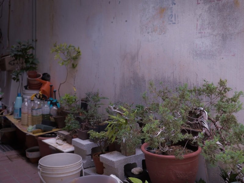 Patio lemon tree and fig tree in containers being moved indoors for winter protection