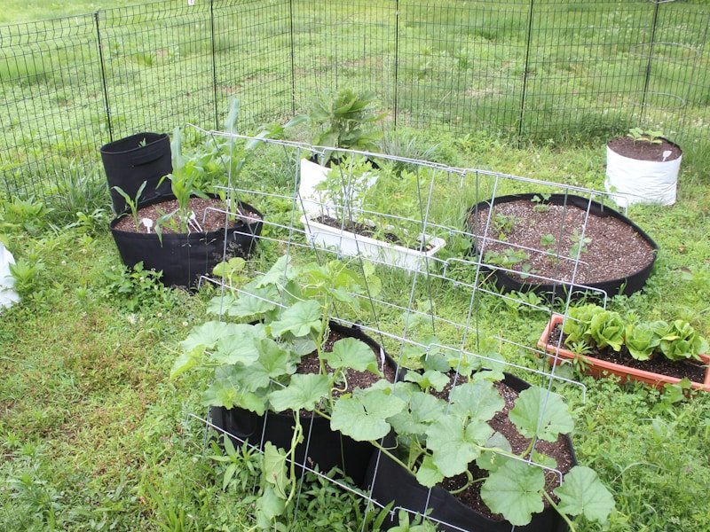 Patio with winter vegetables in cold frame, showing year-round harvesting setup