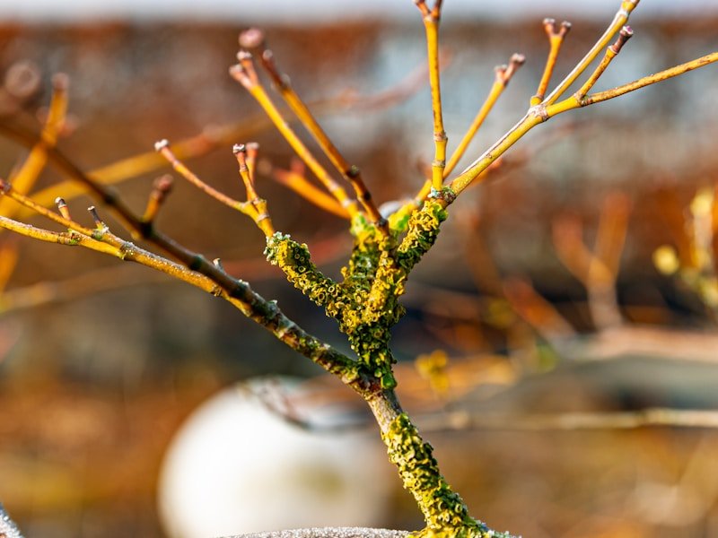 Pruning patio fruit trees with bypass pruners on a dwarf apple tree in a container
