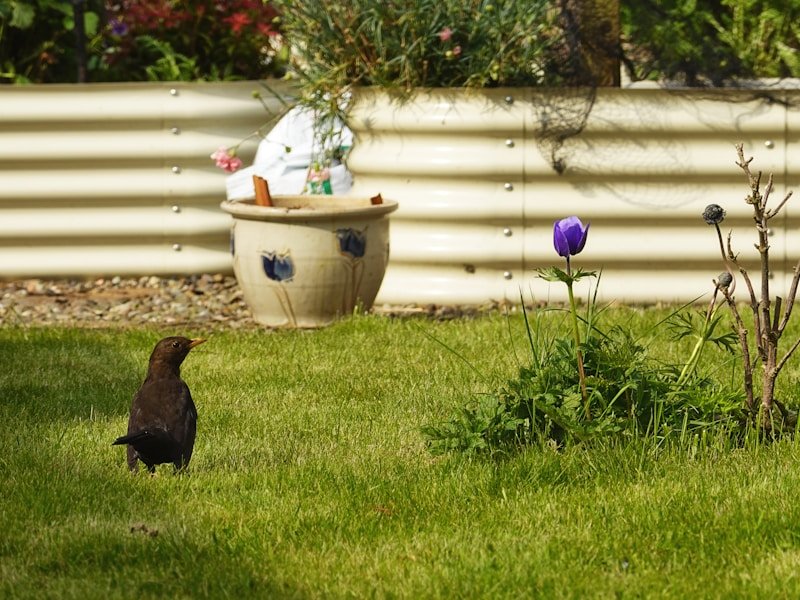 Rain barrel setup under a downspout in a small backyard garden with a hose attached