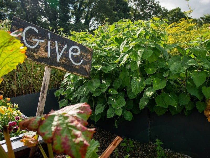 Raised bed vegetable garden with tomatoes, basil, and zucchini at different growth stages, showing seed to harvest progression