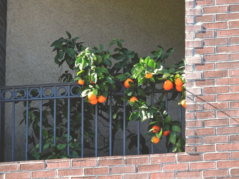 Small balcony with potted fruit plants including strawberries and a dwarf citrus tree