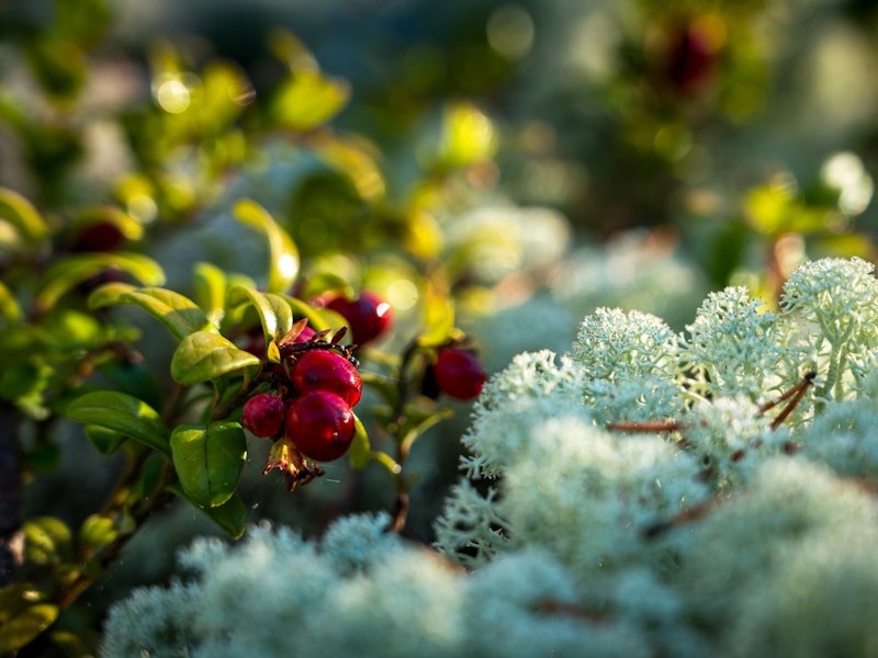 Small courtyard food forest with dwarf fruit trees, berry bushes, and ground cover plants in layered arrangement