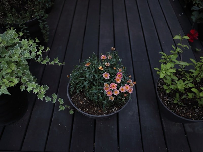 Small porch vegetable garden with pots of tomatoes and herbs on a wooden deck
