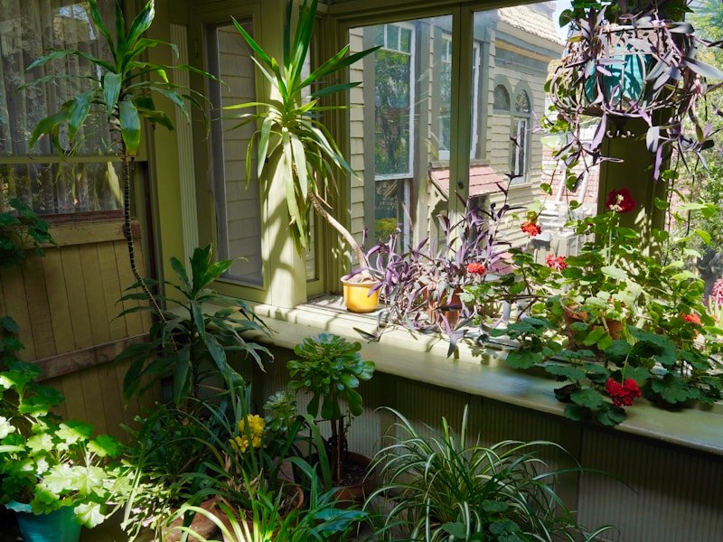 Sunroom vegetable gardening setup with shelves of potted lettuce and herbs by a window