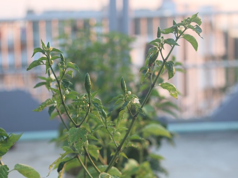A lush balcony tomato garden for beginners with self-watering containers and fresh tomatoes