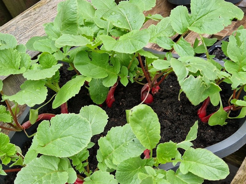 Applying compost tea to potted vegetables