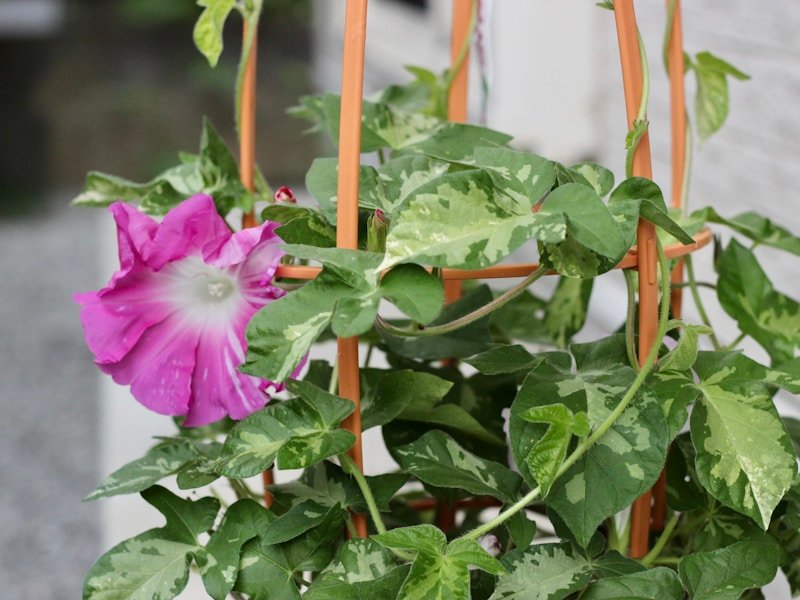 Close-up of a powder-coated steel vertical tomato trellis for potted tomatoes