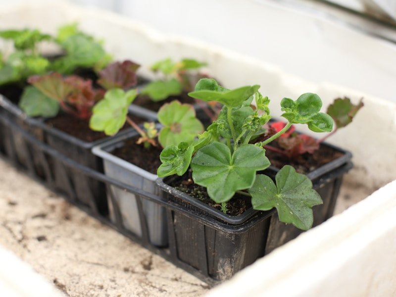 Close-up of a thermostat probe inserted into seed tray on a bottom heat mat