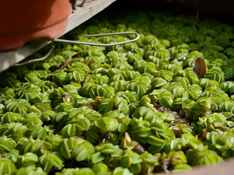 Close-up of healthy compact seedlings growing under LED grow lights with proper light distance