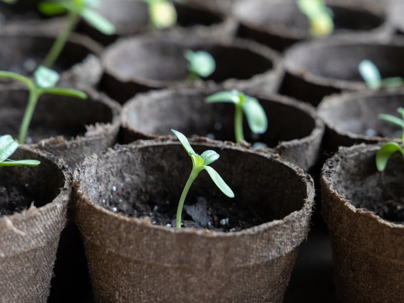 Close-up of healthy cucumber seedlings in pots with the first true leaves, ready for hardening off