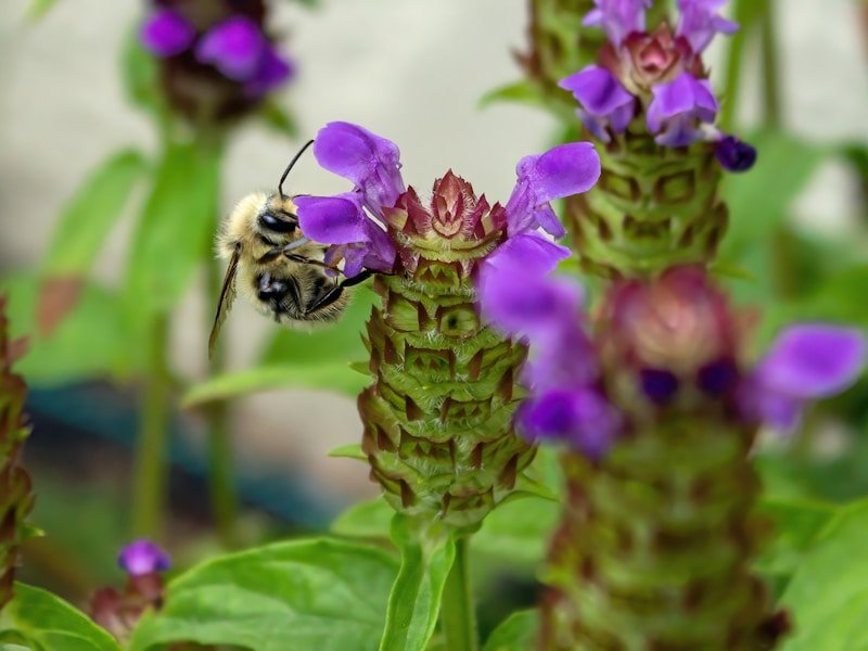 Commercial balcony garden with pollinator-friendly plants including lavender and coneflowers, with a bee on a flower
