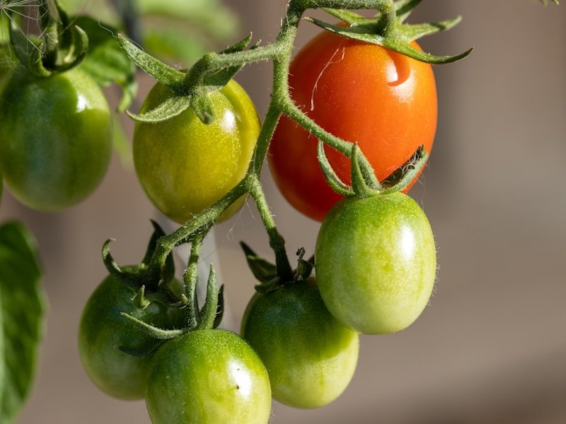 Commercial balcony tomato garden starter kit with soil, containers, and tools