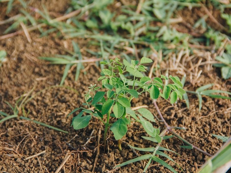 Commercial field interplanting basil with tomatoes for disease resistance