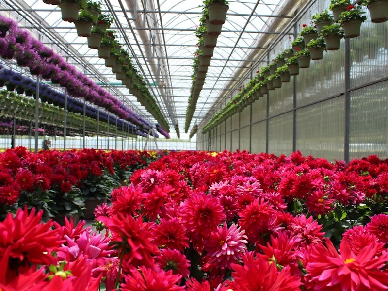 Commercial greenhouse with potted tomato plants on raised benches