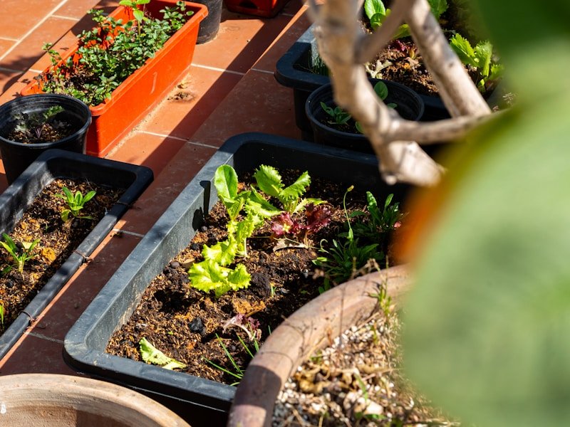 Companion planting for container lettuce with marigolds and basil