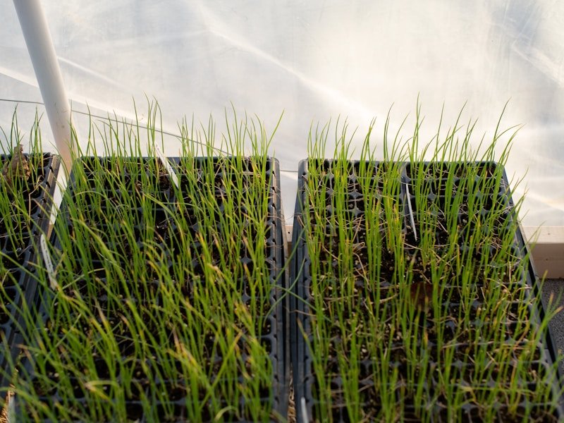 Comparison of different plug trays for sowing small seeds