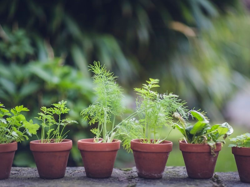 Comparison of different vertical patio vegetable garden systems