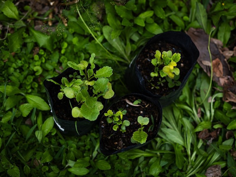 Comparison of thinned and unthinned vegetable seedlings in pots