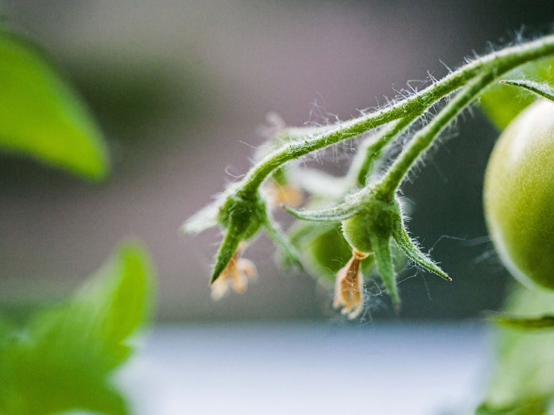 Comparison of tomato support systems on a balcony