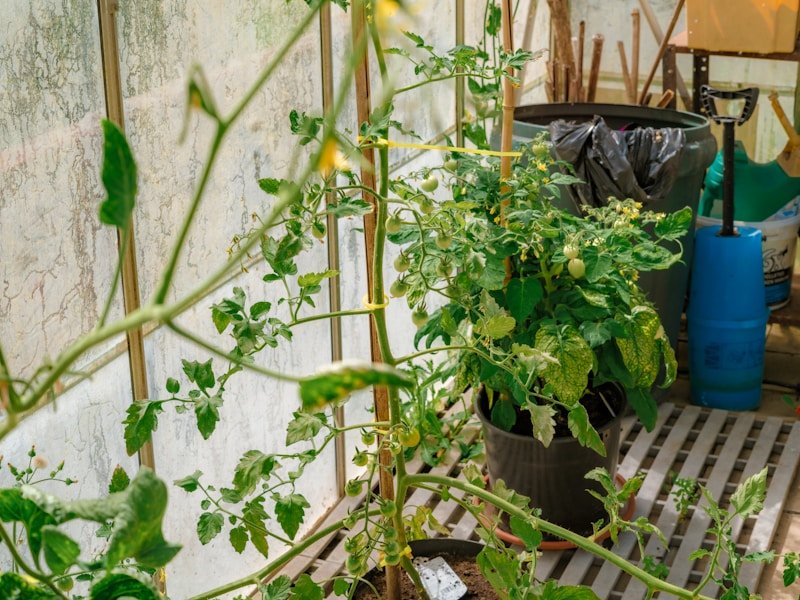 Cucumber fruit set after hand pollination in a potted plant