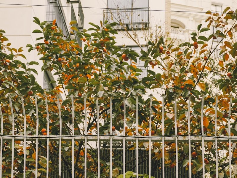 Durable aluminum trellis for potted cucumbers on an urban farm
