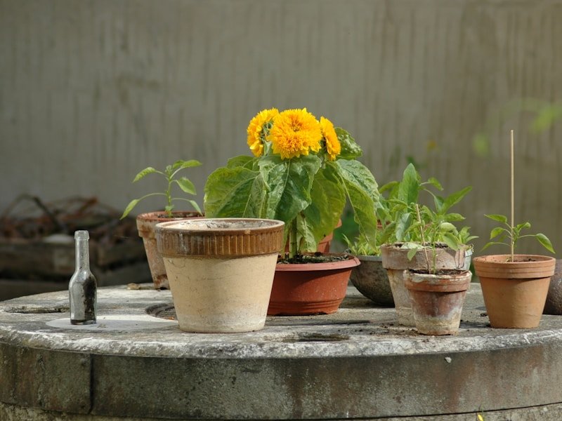 Flower companions marigolds and nasturtiums planted with potted tomatoes