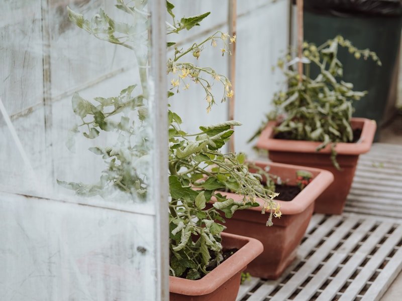Grower thinning vegetable seedlings in pots with tweezers in a greenhouse