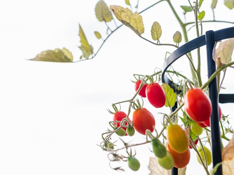 Hand close-up of ripe tomatoes in a fabric container pot