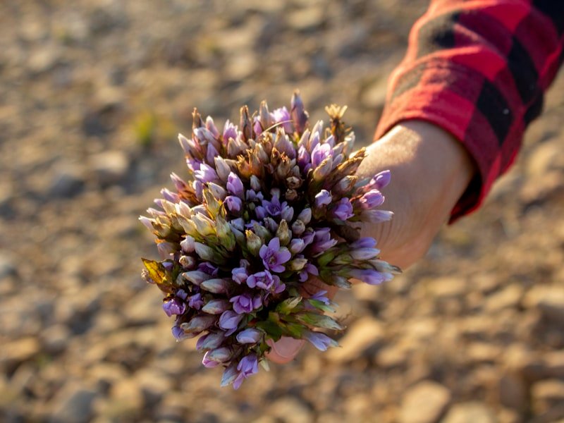 Hand holding a lettuce plant with garlic companion planting in background
